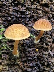 20260918_123315.thumb.jpg.4c0318c1c4b363e32dc1bb3aae7f8c14.jpg