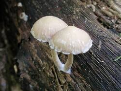 20260918_124444.thumb.jpg.fae921d3a76cc6d704a3e590412ad6b4.jpg