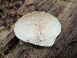 20260918_132552.thumb.jpg.2cf79d010034bb067bc42c29abd92598.jpg