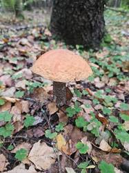 20260919_073110.thumb.jpg.0d3150f9e4a602eac47d580d84b15798.jpg