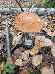 20260919_073358.thumb.jpg.c9fbe21508dec886515128427fa59fcc.jpg