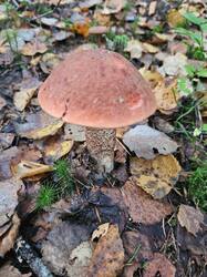 20260919_075505.thumb.jpg.cf335ea8bed9a0188049c3d12bcd8905.jpg