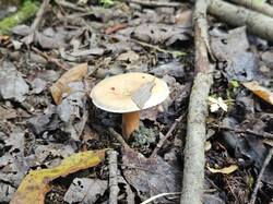 20260919_092544.thumb.jpg.0229cfb883a818694eb94e041f7d59ef.jpg