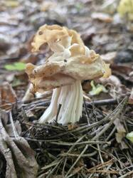 20260919_115611.thumb.jpg.4609030f63a96d40d493c1d01e35e5af.jpg