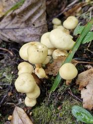 20260919_122019.thumb.jpg.28ed071f7eaffdae647d7a110b561959.jpg