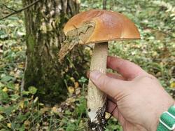 20260919_122703.thumb.jpg.3d3ebe2a8979b1c4c2618e4d20ac6064.jpg