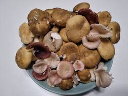 20260919_203216.thumb.jpg.750e43063f4def8139f9488d04b25f12.jpg