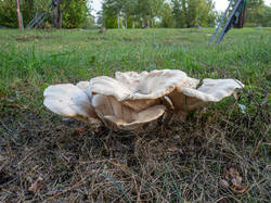 20260920-TAGE0045.thumb.jpg.4544e806841ad2c79a3d850bb144db61.jpg