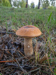 20260920-TAGE0051.thumb.jpg.1fbd45eff0daf2b385fea9792d9dcd5c.jpg