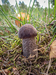 20260920-TAGE0068.thumb.jpg.81f21344aa0cdb7c57d17e747a84f825.jpg