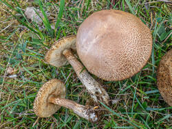 20260920-TAGE0071.thumb.jpg.1ca5d982147efd5eb91a6cb61d6e1f74.jpg