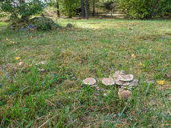 20260920-TAGE0074.thumb.jpg.10c7b5d9d04bd6dce48b2b90861f726d.jpg