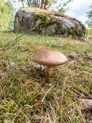 20260920-TAGE0087.thumb.jpg.cd02984a29a4a3a7d4e6748399e7f481.jpg