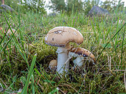 20260920-TAGE0103.thumb.jpg.8be448cc666dd71c5cfb762b8b27fa4e.jpg