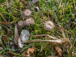 20260920-TAGE0180.thumb.jpg.f63d068a03690df3cc4ed48afb3d539a.jpg