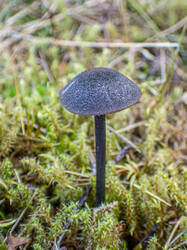 20260920-TAGE0319.thumb.jpg.23d0f5b60a6ce531abf7d662470a2bf4.jpg