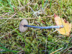 20260920-TAGE0352.thumb.jpg.c79c8ed692e46fe9f272753e6d3eea47.jpg