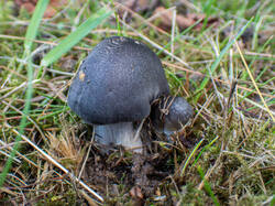 20260920-TAGE0383.thumb.jpg.3360fe430f5e4f39cbf13b9bbe7c3a97.jpg