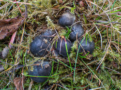 20260920-TAGE0398.thumb.jpg.67f9294a3bf31ab83ac2e06dec6e4e69.jpg