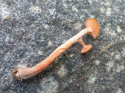 20260920-TAGE0431.thumb.jpg.4470516555a4c37f49189b98ade55d12.jpg