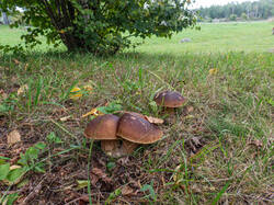 20260920-TAGE0434.thumb.jpg.920add5b5c907ed6eba2a73c0cf3b181.jpg
