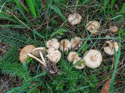 20260920-TAGE0437.thumb.jpg.b6dee1942bf5aa7768a4c41024de97c6.jpg