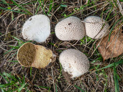 20260920-TAGE0438.thumb.jpg.e56ac804ce322fb585c5835bc33ce9fd.jpg