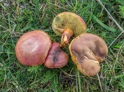 20260920-TAGE0451.thumb.jpg.3a3dfd310faf2721642b97a8f0a53773.jpg