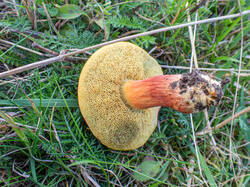 20260920-TAGE0460.thumb.jpg.58fe2acb5c963c85087b6b784b090d0d.jpg