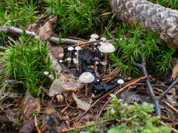 20260921-TAGE0346.thumb.jpg.98e2c78a6c1f3975985e7594847f3c68.jpg