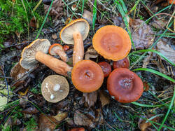 20260921-TAGE0475.thumb.jpg.fff67edc10f3aafa3a7344e8f15207ec.jpg