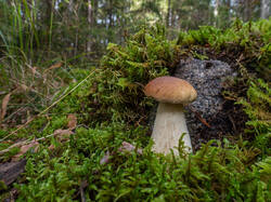 20260921-TAGE0581.thumb.jpg.65b456cda8862da8c6f7a2818b7308d2.jpg