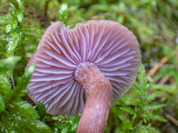 20260921-TAGE0588.thumb.jpg.24731ddf9a462f38c5da17ed8a0e32a7.jpg