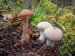 20260921-TAGE0595.thumb.jpg.8a8f689116d9068d5d7c2eb44de89f2b.jpg