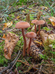 20260921-TAGE0622-DMap-Stacked.thumb.jpg.af8003242a8567721da4b4f92ddefbdd.jpg