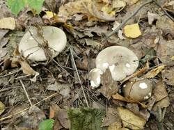 20260921_113153.thumb.jpg.3b7905fcc9e89e865a0619656810e87f.jpg
