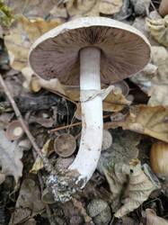 20260921_124617.thumb.jpg.ed38ff33fff8f52b6f38cd6bc8279947.jpg
