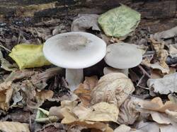 20260921_130518.thumb.jpg.f8bdb65ab3440e4989c94421c2d546ec.jpg