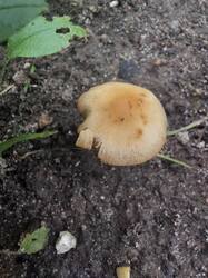 20260921_153917.thumb.jpg.028da7209c3badfd6d14d128e3957a6b.jpg