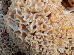 20260923-TAGE0060-DMap-Stacked.thumb.jpg.93e52a112974820e45259d6b37346b28.jpg