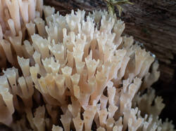 20260923-TAGE0428-DMap-Stacked.thumb.jpg.9f5efea678786adc04d6f3df953b4db6.jpg