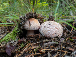 20260923-TAGE0735.thumb.jpg.6ab62244fd2be38e96f0a4c9f9829168.jpg