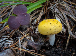 20260923-TAGE0738.thumb.jpg.a1c2083a26a7d55cf6b40244f897b7b3.jpg