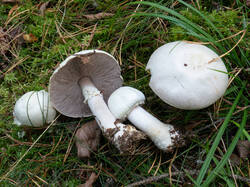 20260923-TAGE0743.thumb.jpg.1f0bfea98a52bbc8bf532f4bbfd0e93b.jpg