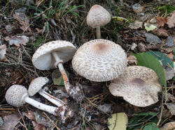 20260923-TAGE0748.thumb.jpg.486ca41ad55f8bbc4d20a0d02c4aead8.jpg