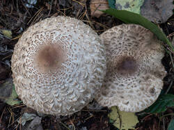 20260923-TAGE0756.thumb.jpg.cbd872e75f40a912eff96e4b1113a0d8.jpg