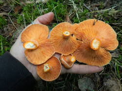 20260923-TAGE0758.thumb.jpg.4c9fe883e6bd80c3b955b6c634eb77a5.jpg