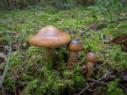 20260923-TAGE0761.thumb.jpg.66e2c8d5c04f8ca50b43ac2c6f2fe423.jpg