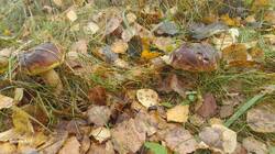 20260923_095946.jpg