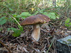 20260924-TAGE0004.thumb.jpg.fb6ba37d0fa590d5261e4e77e99b23a9.jpg